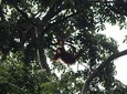 Borneo Wildlife Tour 3 Days 2 Nights At Tanjung Bulat Jungle Camp Kinabatangan