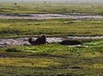 4 days Budgeted Safari Serengeti