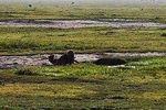 4 days Budgeted Safari Serengeti