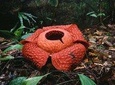 Gunung Gading National Park Tour