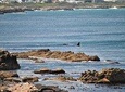 Whales and Wine 