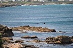 Whales and Wine 