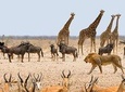 3 Days Etosha - Lodges