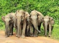 Full-Day Private Tour to Udawalawa National Park 