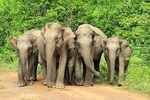 Full-Day Private Tour to Udawalawa National Park 