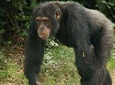 3 Day Chimp Habituation or Trekking In Kibale