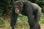 3 Day Chimp Habituation or Trekking In Kibale