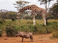 1-Day Karen Blixen Museum, Baby Elephant, Giraffe Center, Nairobi National Park