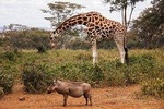 1-Day Karen Blixen Museum, Baby Elephant, Giraffe Center, Nairobi National Park