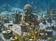 Snorkelling Adventure at Isla Mujeres Includes Lunch and Open Bar
