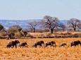 Tarangire National Park Day Tour