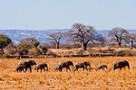 Tarangire National Park Day Tour