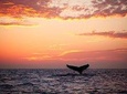 Maui Sunset Luau Cruise from Ma'alaea Harbor