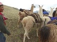 Llama Treck to Huchuy Qosqo 2 days