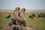 Serengeti & Ngorongoro 3 Days Group Safari