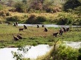 Lake Manyara Day Tour