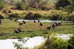 Lake Manyara Day Tour