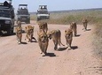 4 days group & camping safari