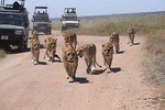 4 days group & camping safari