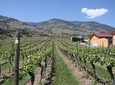 Oliver & Osoyoos Wine Tour Full Day