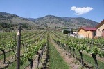 Oliver & Osoyoos Wine Tour Full Day