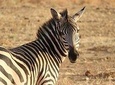 6 Days Enchanting Serengeti - Mid Range Safari