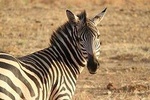 6 Days Enchanting Serengeti - Mid Range Safari