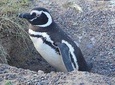 Cruise Shore Excursion Peninsula Valdes - Pto Madryn - Patagonia - Argentina