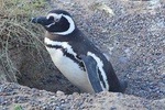Cruise Shore Excursion Peninsula Valdes - Pto Madryn - Patagonia - Argentina
