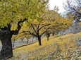 Hunza Autumn Tour