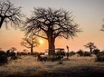 7 Days Safari