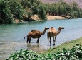 East Jewels of Salalah with Wadi Darbat :Oman Shore excurions