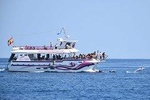 Dolphin Trip