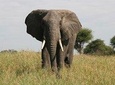 Tarangire National Park
