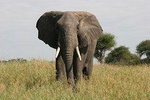 Tarangire National Park