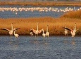 Birdwatching and Photo Tour in Diaccia Botrona