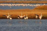Birdwatching and Photo Tour in Diaccia Botrona