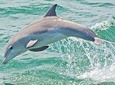 Dolphin Watching around Cape May