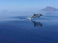 Dolphin Sighting Tour with Snorkeling