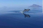 Dolphin Sighting Tour with Snorkeling