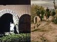 Scottsdale Horseback Riding and Horse Country Estate Tour
