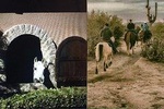 Scottsdale Horseback Riding and Horse Country Estate Tour