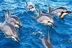 Dolphin Watching and Snorkeling Tour from Muscat