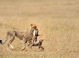 5 Day Serengeti, Tarangire, & Ngorongoro & Manyara Grass Root Safari.