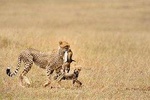 5 Day Serengeti, Tarangire, & Ngorongoro & Manyara Grass Root Safari.