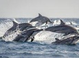 Whale & Dolphin Watching Trincomalee 