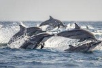 Whale & Dolphin Watching Trincomalee 