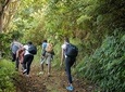 Blue Mountain Peak Hiking Tour from Kingston