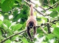 Rainforest Wildlife, Panama Hat makers, Traditional Cuisine. SHORE TOUR