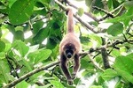 Rainforest Wildlife, Panama Hat makers, Traditional Cuisine. SHORE TOUR